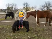 公马, Shetland Pony — 照片 1
