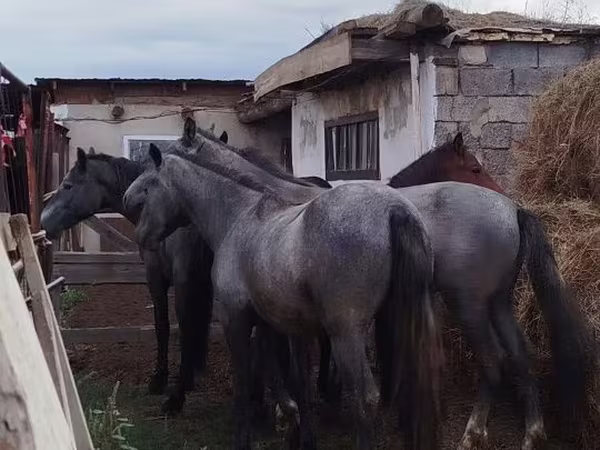 Horse (M), Horse breed