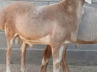 Qoʻchqor, Arashan sheep — 2-rasm