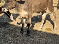 Byk, Rasa alatauska — zdjęcie 2