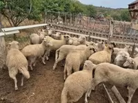 كبش, الأغنام — الصورة 3