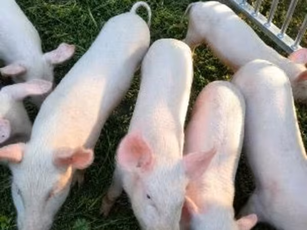 Soe, Grise