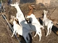 بز ماده, Boer goat — عکس 3
