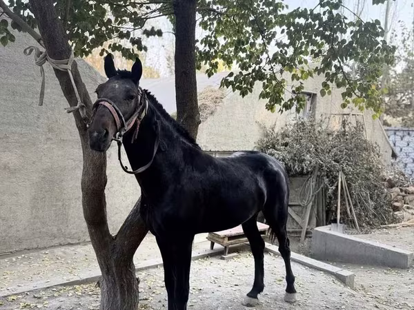 Адуу, Kyrgyz Horse