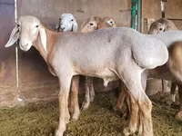 Vædder, Arashan sheep — foto 4