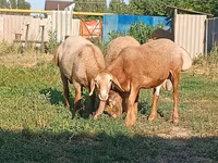የጎትት አውራ በግ, Arashan sheep — ፎቶ 3