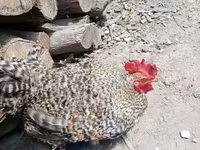 Chickens — 6-rasm