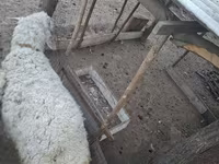 Domba jantan, Sheep — foto 3