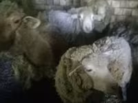 Biri-biri (lot, jantina tidak dinyatakan), Sheep — foto 4