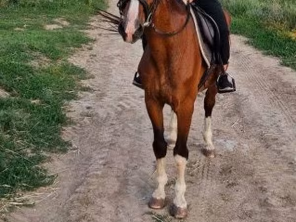 اسب نر, Hungarian horse breed