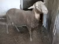 میش, گوسفند — عکس 1