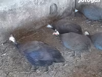 Guinea fowl — Foto 2