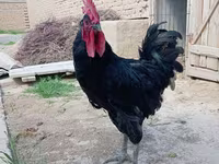 Chickens — Foto 3