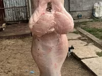雄羊, 羊 — 写真 4