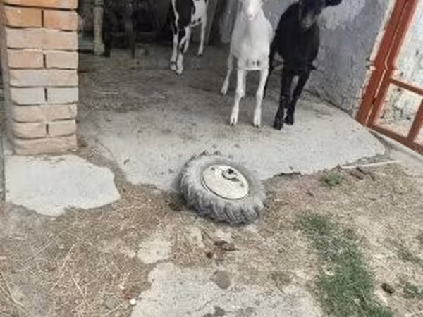 Goats (batch, sex not specified), Goats — Hungary