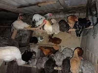 Chickens — sawirka 2