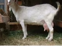 Buk, Saanen goat — foto 4