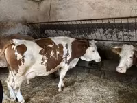 Ko, Simmental cattle — foto 2
