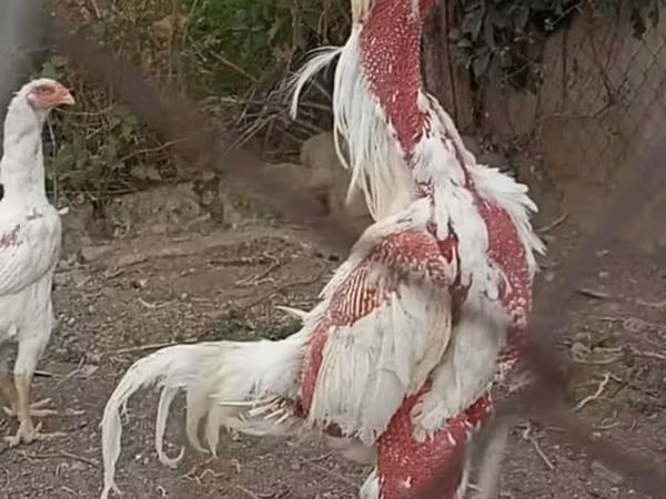 Shamo chickens
