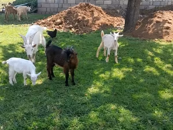 Cabro, Cabras