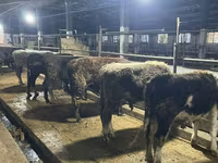 วัวตัวผู้, Swiss cattle — รูปภาพ 1