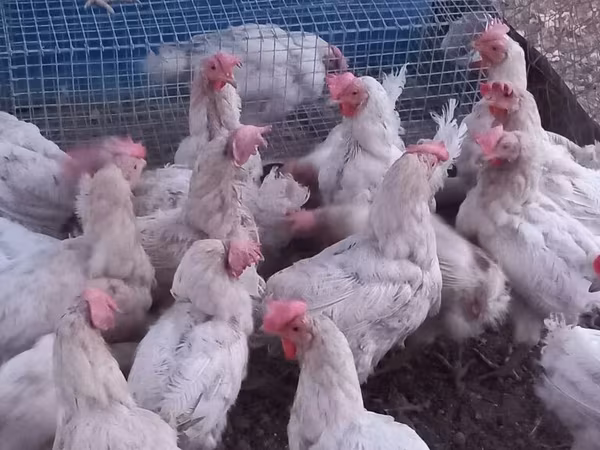 Leghorn