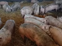 Schweine (Partie, Geschlecht nicht angegeben), Крупная белая — Foto 3
