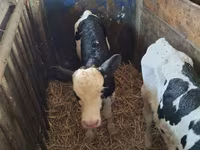วัวตัวเมีย, Russian Black pied cattle — รูปภาพ 2