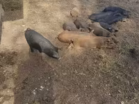 Doofaar lab, Pigs — sawirka 2