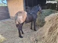 Jument, Chevaux — photo 2
