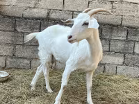 Ged, Saanen goat — foto 2