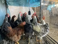 Chickens — foto 2