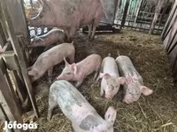 สุกร (เป็นล็อต, ไม่ระบุเพศ), หมู — รูปภาพ 1