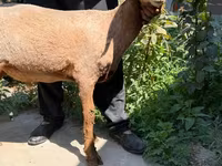 Ovce, Jaidara sheep — foto 2