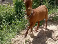 Koza, Kozy — foto 3