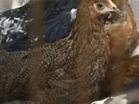 Chickens — عکس 8