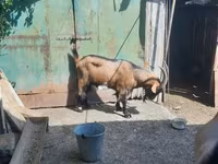 Ri’ lab, Alpine goat — sawirka 2
