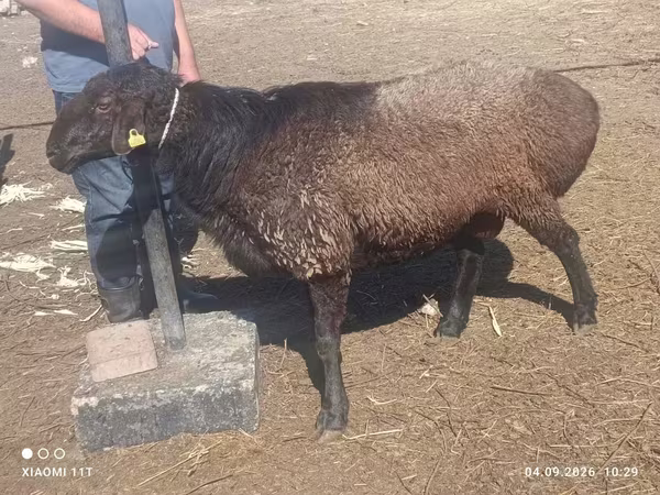 Koç, Edilbay sheep