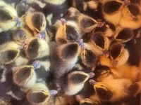 Ducks — foto 4