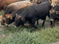 Bulle, Swiss cattle — Foto 1