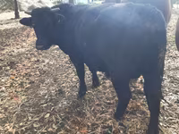 Toro, Aberdeen Angus — foto 3