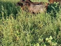 Schaf, Schafe — Foto 5