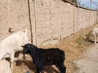 Kambing jantan, Goats — foto 6