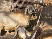 Beran, Arashan sheep — foto 1