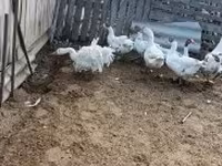 Geese — Foto 2