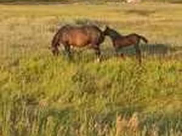 گھوڑا, Horse breed