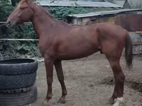 اسب نر, Trakehner — عکس 7