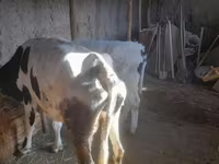 Touro, Russian Black pied cattle — foto 5