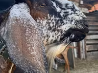 Kozel, Nubian Goat — foto 1