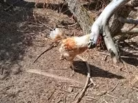 Chickens — акс 4
